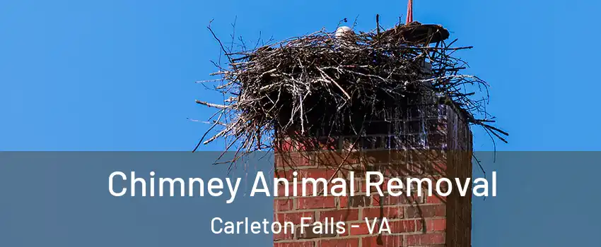 Chimney Animal Removal Carleton Falls - VA