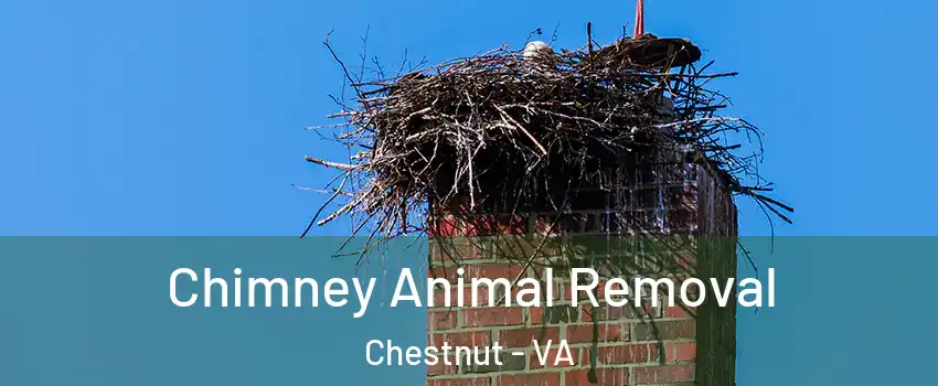 Chimney Animal Removal Chestnut - VA