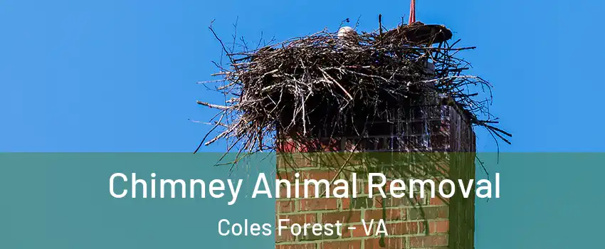 Chimney Animal Removal Coles Forest - VA