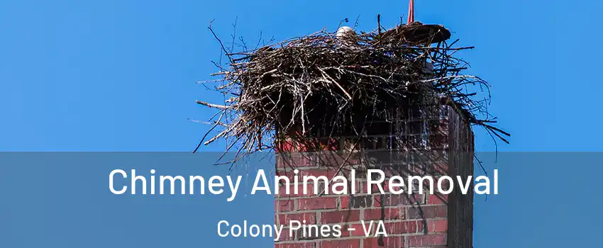Chimney Animal Removal Colony Pines - VA