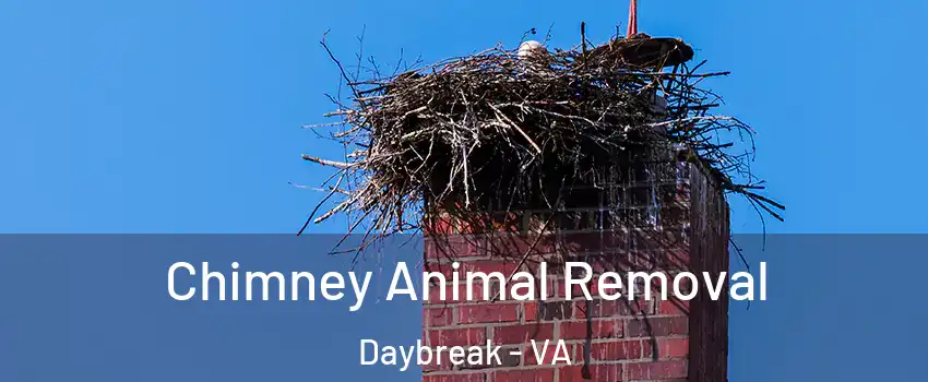 Chimney Animal Removal Daybreak - VA