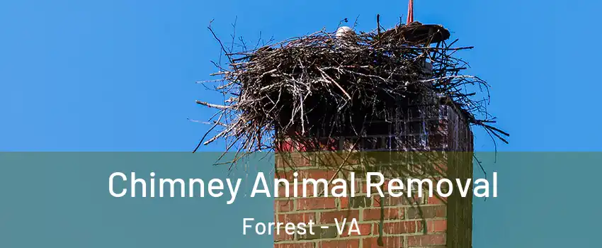 Chimney Animal Removal Forrest - VA