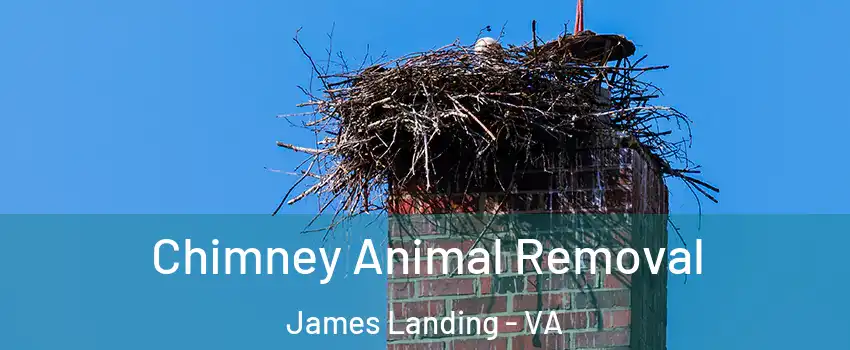 Chimney Animal Removal James Landing - VA