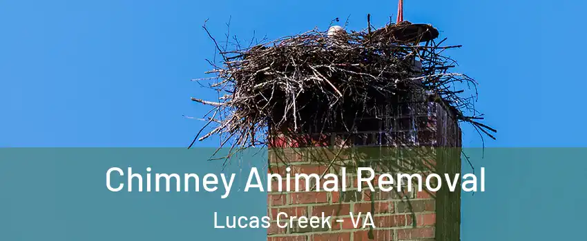 Chimney Animal Removal Lucas Creek - VA