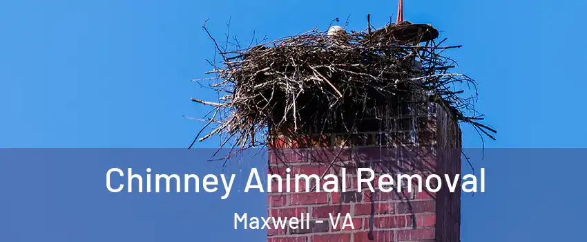 Chimney Animal Removal Maxwell - VA