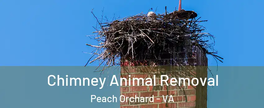 Chimney Animal Removal Peach Orchard - VA