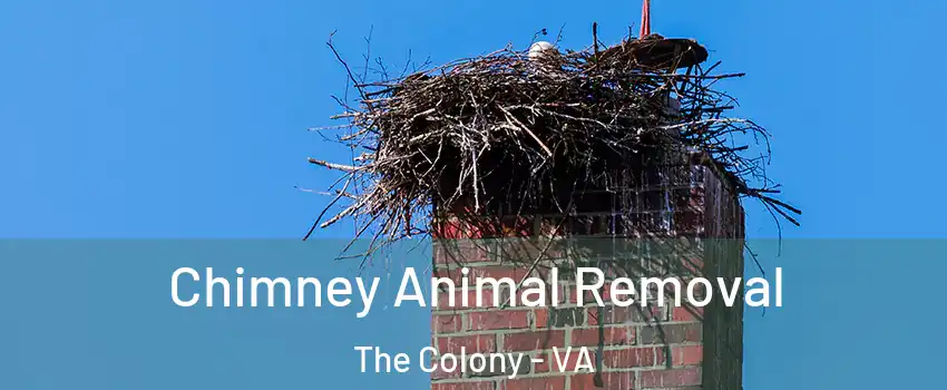 Chimney Animal Removal The Colony - VA