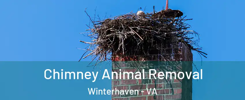 Chimney Animal Removal Winterhaven - VA