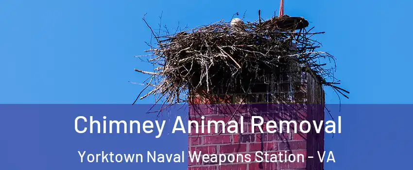 Chimney Animal Removal Yorktown Naval Weapons Station - VA