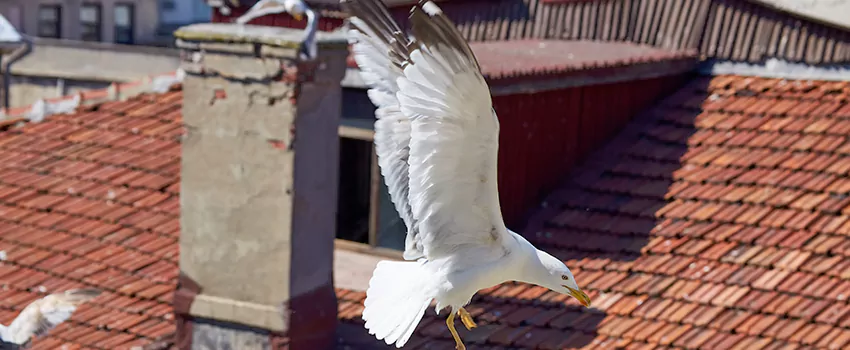 Residential Chimney Animal Removal Solution in Huntington, VA