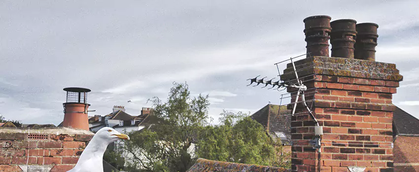 Chimney Cleaning And Restoration in Windmill Point, Virginia